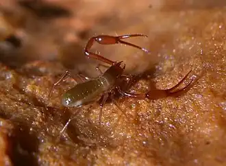 Description de l'image Neobisium boui, grotte ruisseau Ribec 2.jpg.