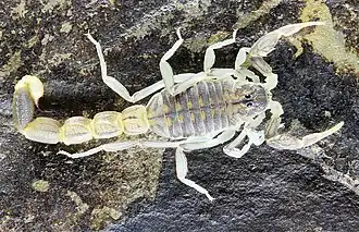 Description de l'image Neobuthus-factorio-18SK-M2-a.jpg.