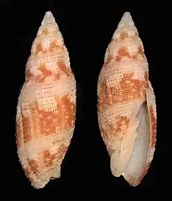 Neocancilla clathrus