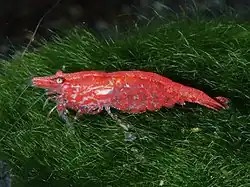 Neocaridina heteropoda, de la super-famille des Atyoidea