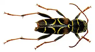 Description de cette image, également commentée ci-après