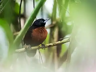 Description de l'image Neoctantes niger - Black Bushbird - female (cropped).jpg.