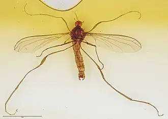 Description de l'image Neocurupira chiltoni (Campbell, 1921) (AM AMNZ24574-2).jpg.