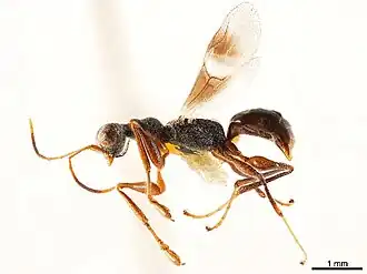 Description de l'image Neodryinus typhlocybae CCDB-34061-F04+1567610718.jpg.