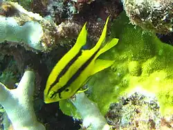 Neoglyphidodon nigroris (juv.)