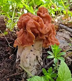 Le Gyromitre fastigié (Neogyromitra grandis)