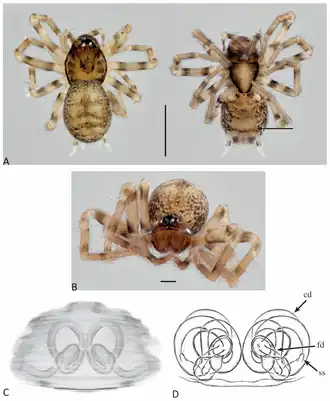 Description de l'image Neohahnia catleyi (10.3390-taxonomy4010005) Figure 8.png.