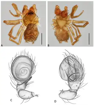Description de l'image Neohahnia chalupas (10.3390-taxonomy4010005) Figure 23.png.