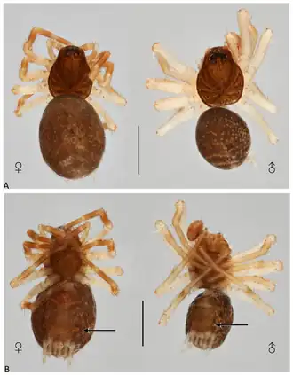 Description de l'image Neohahnia freibergi (10.3390-taxonomy4010005) Figure 19.png.