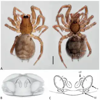 Description de l'image Neohahnia oyacachi (10.3390-taxonomy4010005) Figure 28.png.