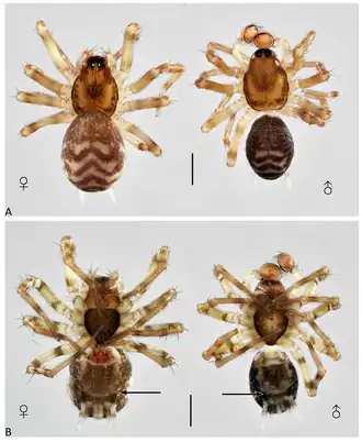 Description de l'image Neohahnia paramo (10.3390-taxonomy4010005) Figure 21.png.