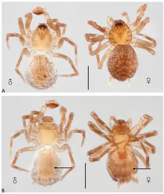 Description de l'image Neohahnia piemontana (10.3390-taxonomy4010005) Figure 10.png.
