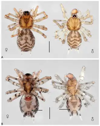 Description de l'image Neohahnia pristirana (10.3390-taxonomy4010005) Figure 17.png.