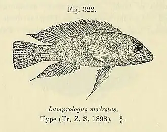 Description de l'image Neolamprologus modestus.jpg.