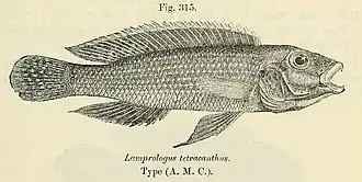 Description de l'image Neolamprologus tetracanthus.jpg.