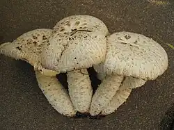 Lentin écailleux (Neolentinus lepideus) — Gloeophyllales