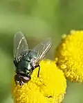 Neomyia cornicina (Neomyia, Muscidae)