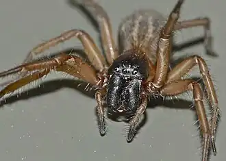 Description de l'image Neoramia alta.jpg.