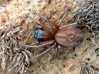 Description de l'image Neoramia crucifera Auckland Island 318945426.jpg.