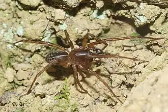 Description de l'image Neoramia setosa (3).jpg.