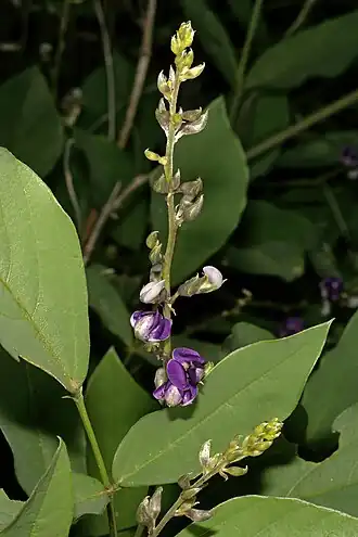 Description de l'image Neorautanenia mitis 1DS-II 3-2176.jpg.