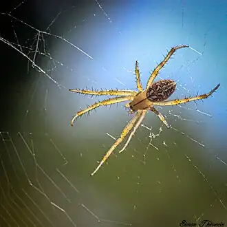 Description de cette image, également commentée ci-après