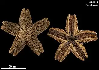 Neosmilaster georgianus (MNHN)
