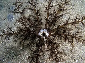 Panache tentaculaire d'une Phyllophoridae, au corps enfoui, et ses 2x10 tentacules.
