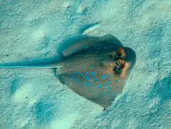 Raie pastenague à points bleus