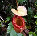 Les Nepenthes constituent une des plantes les plus emblématiques de la «&nbsp;forêt de nuage&nbsp;» d'Asie-Pacifique.