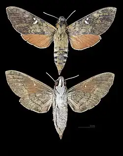 Nephele subvaria