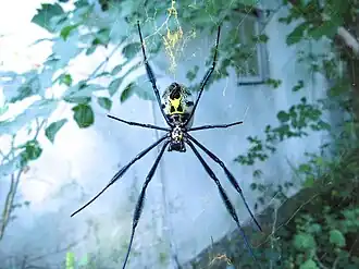 Description de l'image Nephila fenestrata, black legged golden orb web spider IMG 7108.JPG.