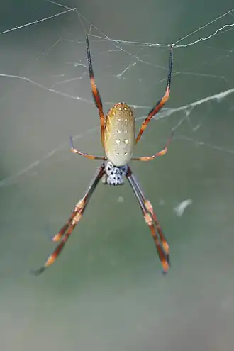 Description de l'image Nephila plumipes (Golden Orb-Weaver).jpg.