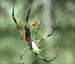 Néphile dorée des Seychelles : femelle avec proie (Pentatomide) et mâle sur les filières (flèche).