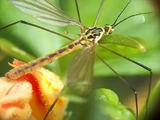 Description de l'image Nephrotoma_flavescens_010610.jpg.