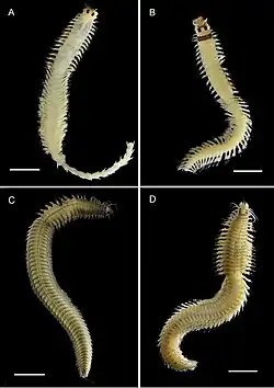 Ceratonereis et Composetia spp.