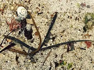 Nerophis lumbriciformis