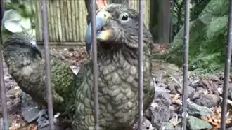 (en pleine partie de jeu avec la caméra) - couple femelle arrière-plan Ménagerie du jardin des plantes - Paris/France