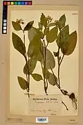 Spécimen d'herbier