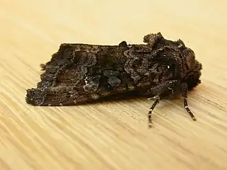 Description de cette image, également commentée ci-après