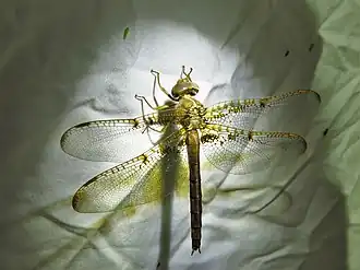 Description de cette image, également commentée ci-après