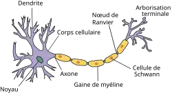 Schéma de la forme d'un neurone accompagné d'une légende.