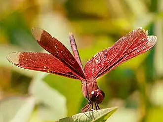 Description de cette image, également commentée ci-après