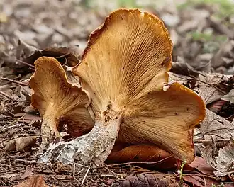 Clitocybe nébuleux à De Famberhorst&nbsp;(nl) en Hollande.