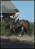 Poney New Forest travaillant sur le plat