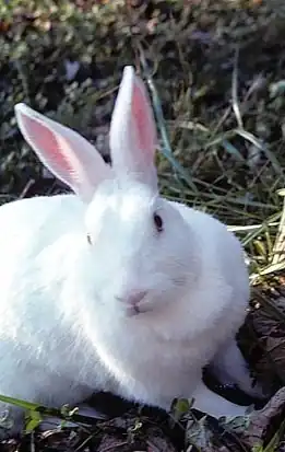 Image illustrative de l’article Néo-zélandais (lapin)