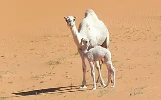 Chamelle et son jeune chamelon.