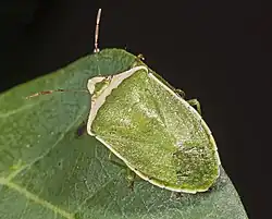 Nezara viridula var. torquata.