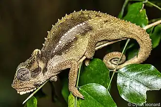 Description de l'image Ngome dwarf chameleon (Bradypodion ngomeense) 2.jpg.