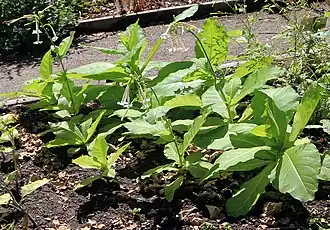 Description de cette image, également commentée ci-après